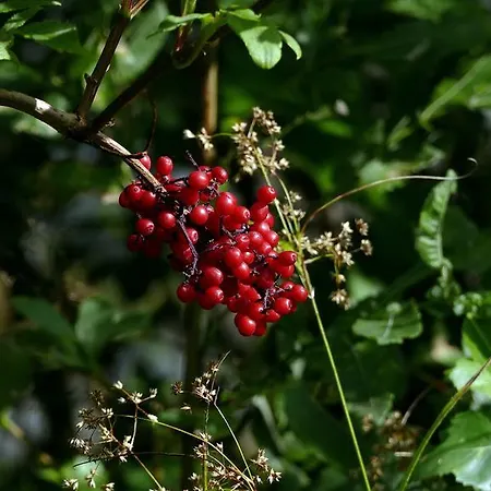 Zur Gams Donnersbachwald