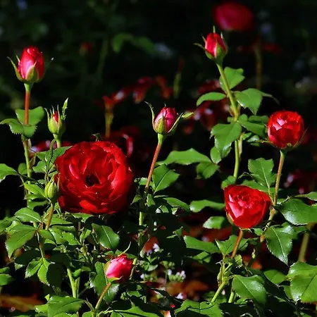 فندق Zur Gams دونيغسباشوالد