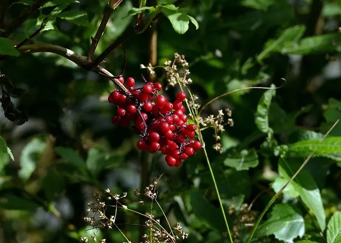 Zur Gams Donnersbachwald