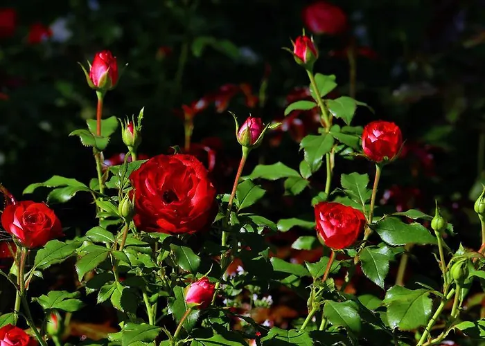 Apartment Zur Gams Donnersbachwald